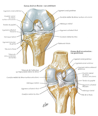 genou-anatomie-1