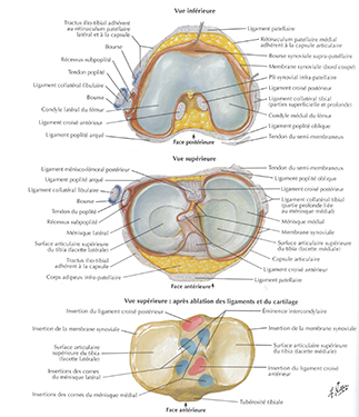 genou-anatomie-2