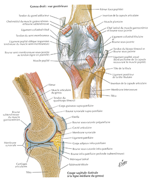 genou-anatomie-3