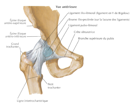 hanche-anatomie-1