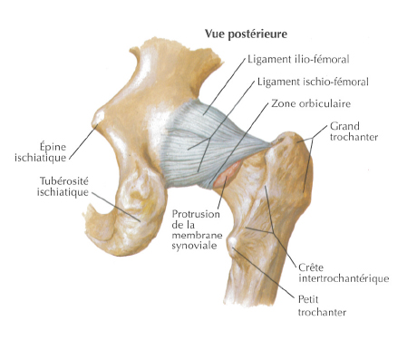 hanche-anatomie-2