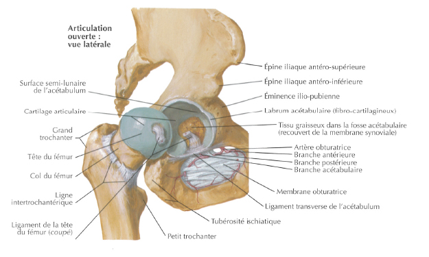 hanche-anatomie-3